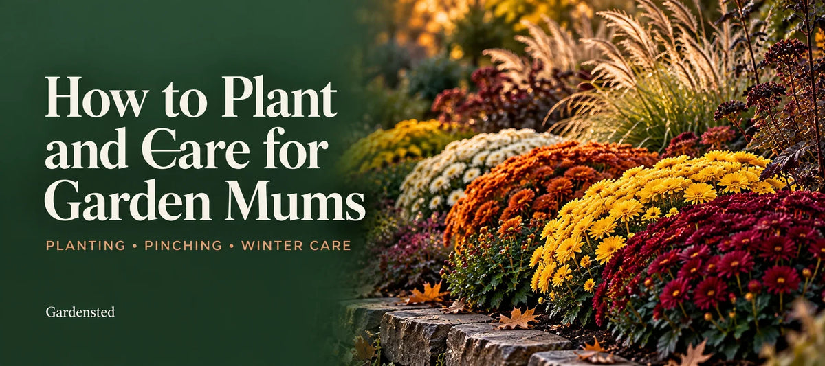 How to Plant and Care for Garden Mums