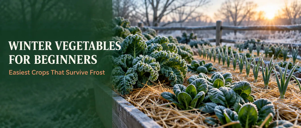 Winter Vegetables for Beginners: Easiest Crops That Survive Frost