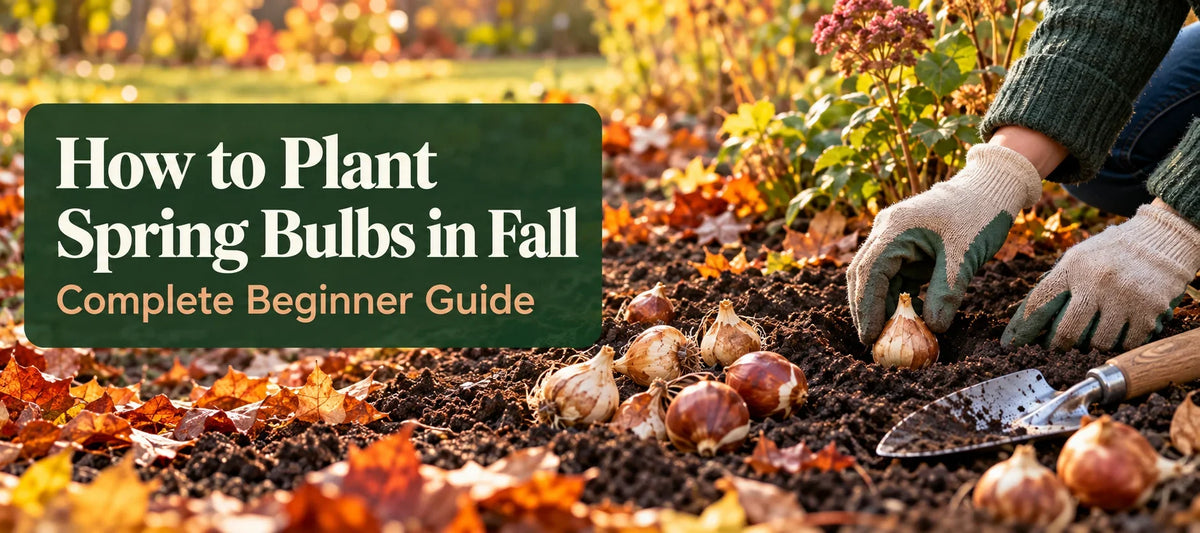 How to Plant Spring Bulbs in Fall (Complete Beginner Guide)